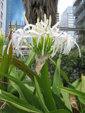 Crinum pedunculatum