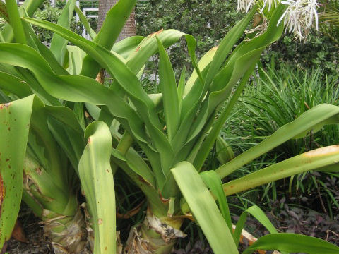 Crinum pedunculatum