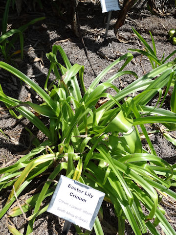 Crinum x powellii 'Alba'