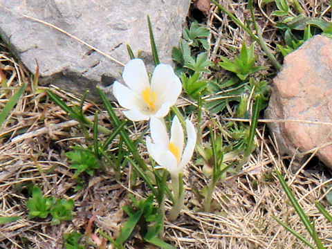 Crocus albiflorus