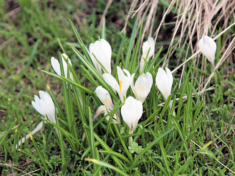 Crocus albiflorus