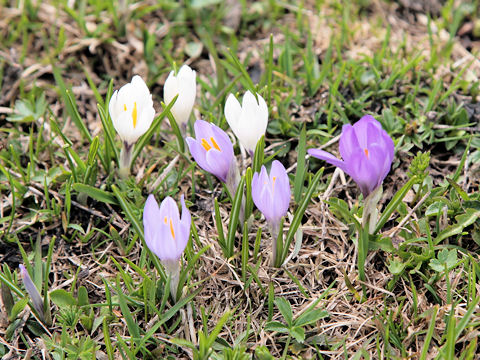 Crocus albiflorus