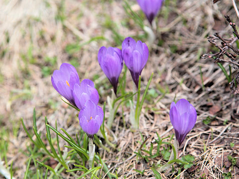 Crocus albiflorus