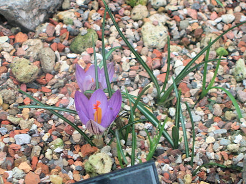 Crocus corsicus