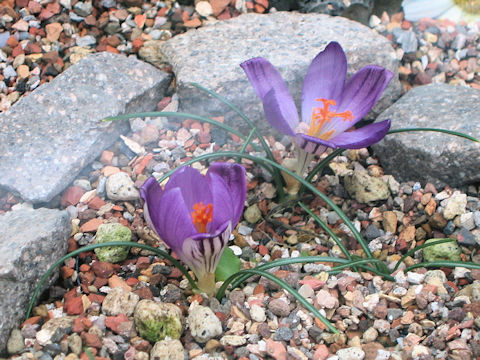 Crocus corsicus