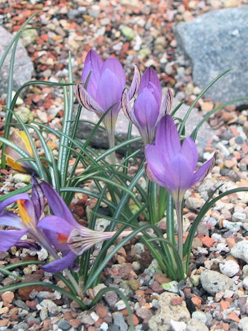 Crocus corsicus