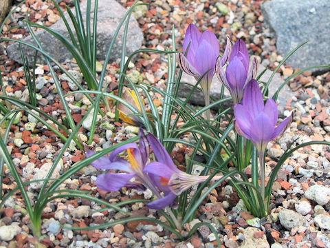 Crocus corsicus