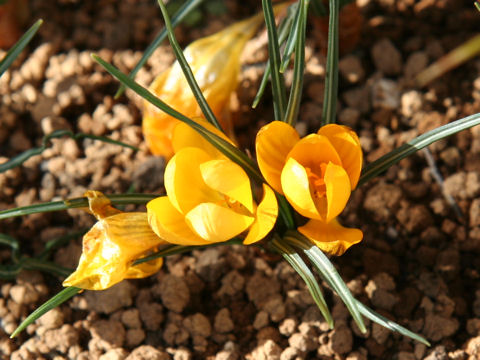 Crocus sp.