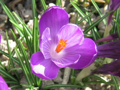 Crocus sp.