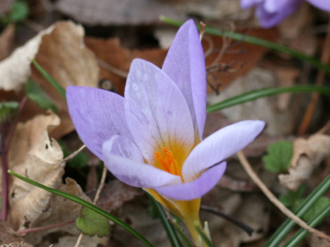 Crocus sp.