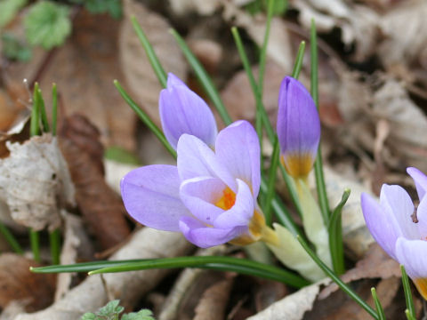 Crocus sp.