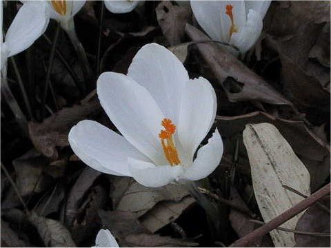 Crocus sp.