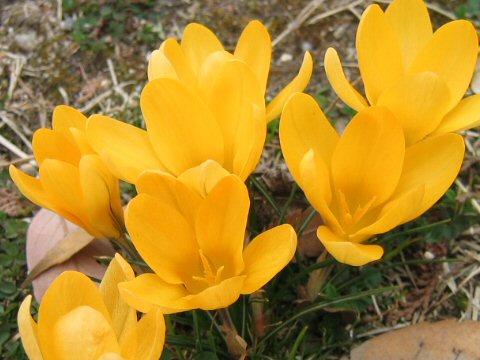 Crocus sp.