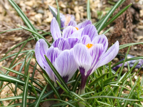 Crocus sp.