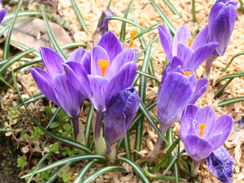 Crocus sp.