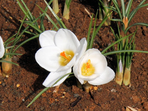 Crocus sp.