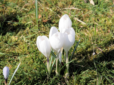 Crocus sp.