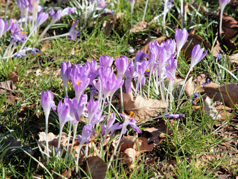 Crocus sp.