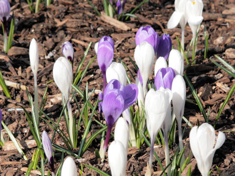 Crocus sp.