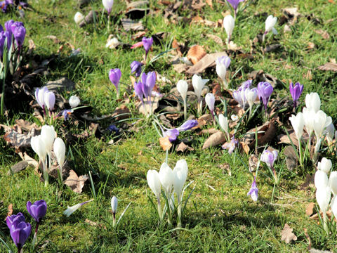 Crocus sp.