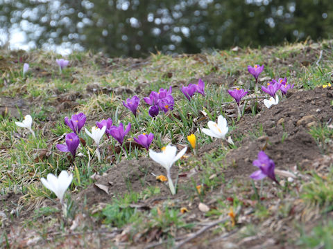 Crocus sp.