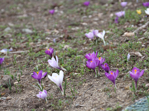 Crocus sp.