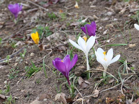 Crocus sp.