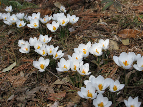 Crocus sp.