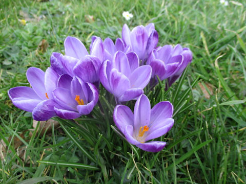 Crocus sp.