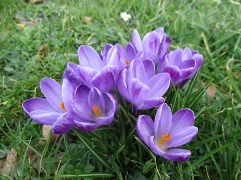 Crocus sp.