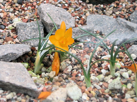 Crocus flavus