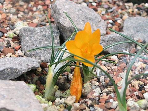 Crocus flavus