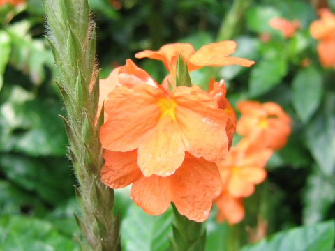 クロッサンドラ Crossandra Infundibuliformis