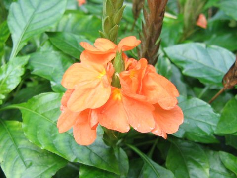 Crossandra infundibuliformis