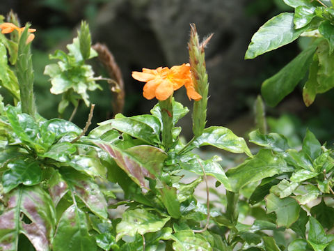 Crossandra infundibuliformis