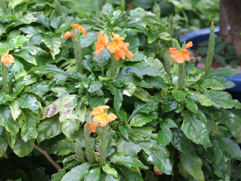 Crossandra infundibuliformis