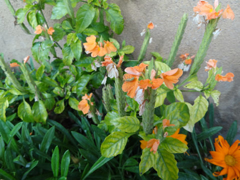 Crossandra infundibuliformis