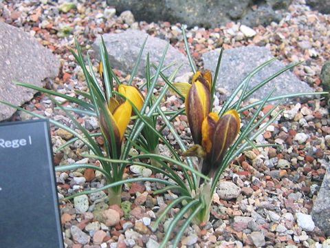 Crocus korolkowii