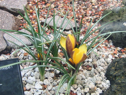 Crocus korolkowii