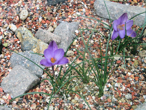 Crocus minimus