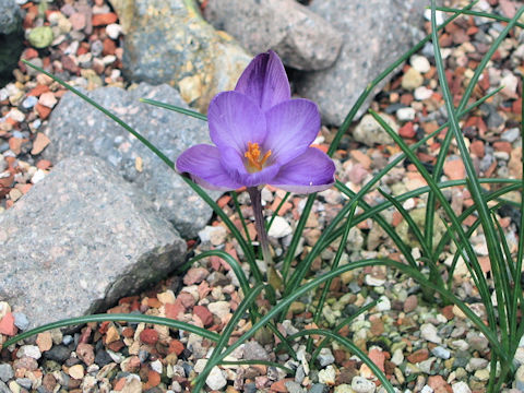 Crocus minimus