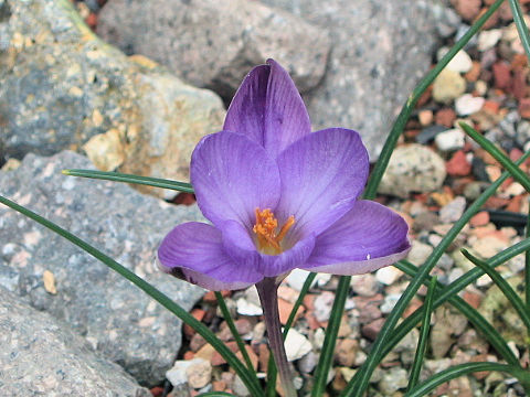 Crocus minimus