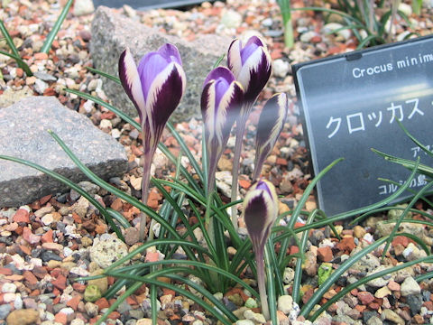 Crocus minimus