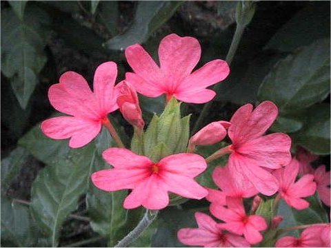 Crossandra nilotica