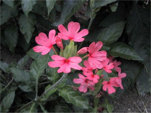 Crossandra nilotica