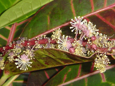 Codiaeum variegatum