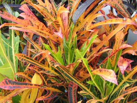 Codiaeum variegatum