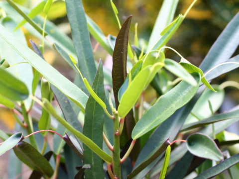 Codiaeum variegatum