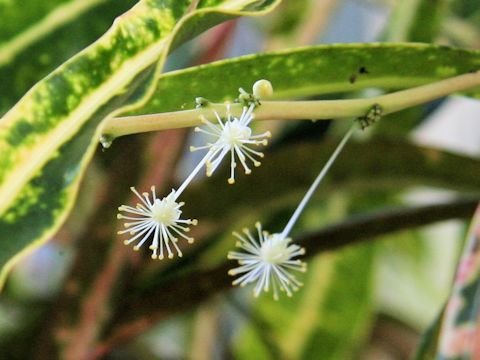 Codiaeum variegatum