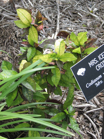 Codiaeum variegatum cv. Mrs. Iceton